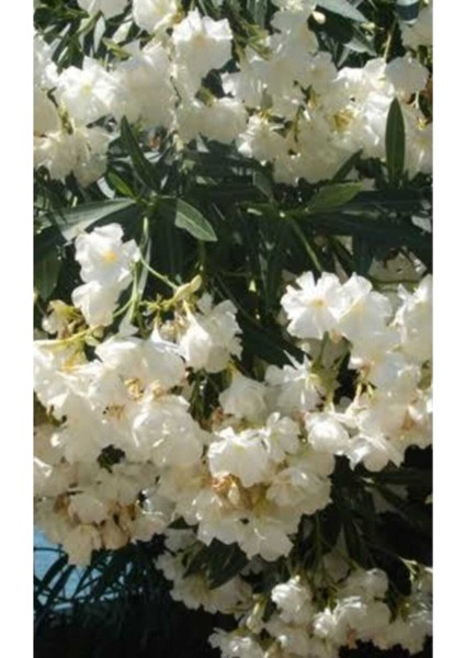 2 Adet Tüplü Beyaz Zakkum Çiçegi Fidanı 2yaş (60-80CM) fiyatları