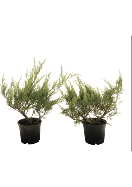 Juniperus Sabina Sabin Ardıcı