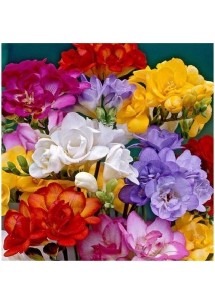 5ADET Mix Double Frezya Soğanı