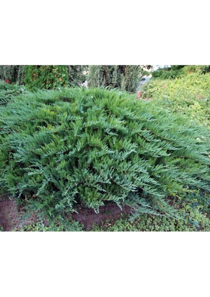 Sabin Ardıç Fidanı 50_60 cm Juniperus Sabina