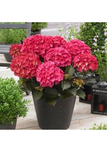 Biorganix Canlı Ortanca Çiçeği Fidanı Tüplü Koyu Pembe Renk