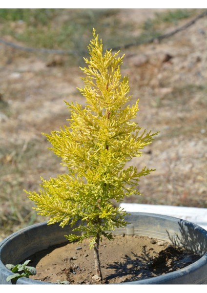 Limon Selvi