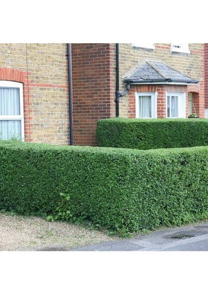 Ligustrum Japonica Lüküstürüm Lükstürüm Lükstrüm Fidanı 20-40CM