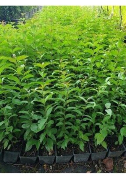 Çit Bitkisi Ligustrum Kurtbağrı Fidanı Boy 90 110 cm 4 Adet