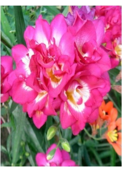 Frezya Soğanı 10 Adet Double Pink Kokulu