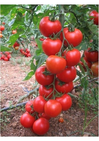 Domates Tohumu 100 Adet Kırmızı Domates Tohumu