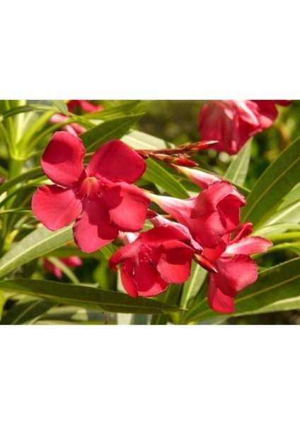 Tüplü Kırmızı Zakkum Çiçegi Fidanı 2 Yaş (1metre)