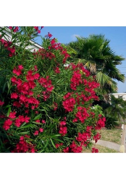 Tüplü Kırmızı Zakkum Çiçegi Fidanı 2 Yaş (1metre) fiyatları