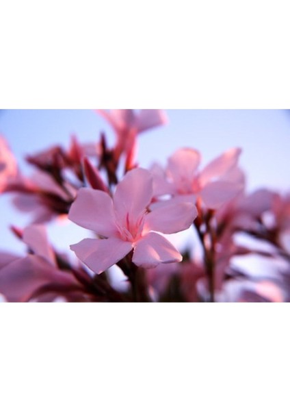 1 Adet Tüplü Pembe Zakkum Fidanı (80-100CM)