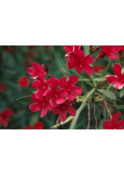 2 Adet Tüplü Kırmızı Zakkum Çiçegi Fidanı 2 Yaş (60-80CM)