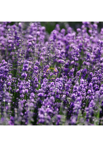 Fransız Lavanta Fidesi 'lavandula Dentata' 5 Adet