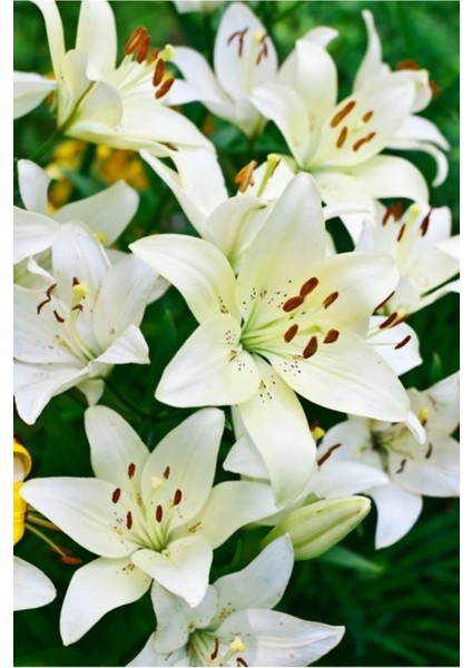 Beyaz Zambak Çiçeği Soğanı 3 Adet