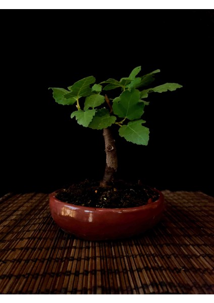 Bonsai Incir Ağacı