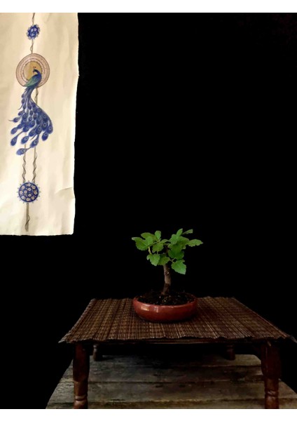 Bonsai Incir Ağacı fiyatları