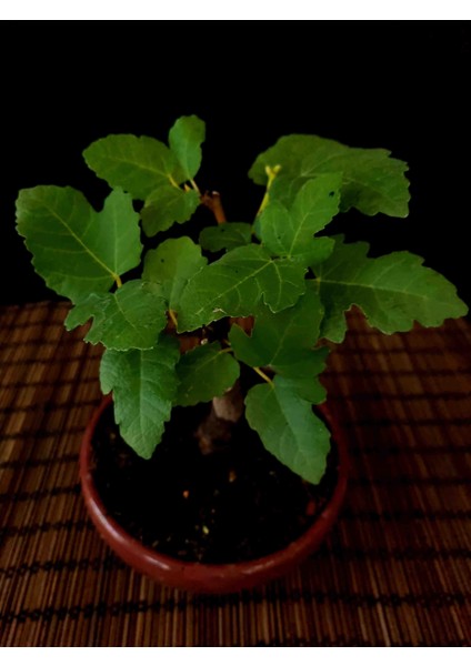 Bonsai Incir Ağacı modelleri