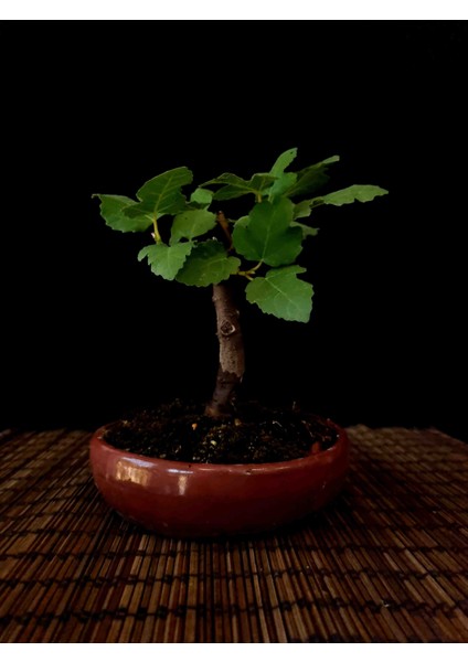 Bonsai Incir Ağacı fırsatları