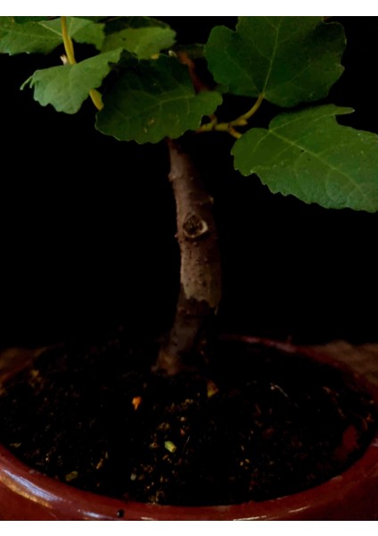 Bonsai Incir Ağacı indirimleri