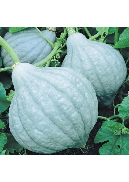 Blue Hubbard Mavi Balkabağı Tohumu fırsatları