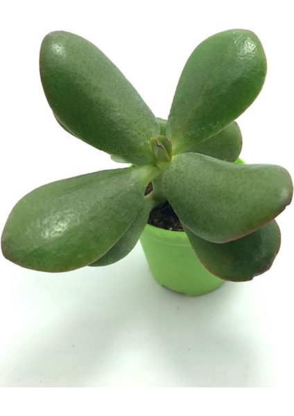 Crassula Ovata - Para Ağacı Küçük 5,5 cm Saksıda