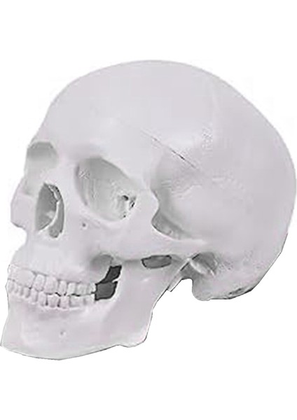 Mini Insan Kafatası Modeli, Çıkarılabilir Kafatası Başlığı ve Eklemli Alt Çene ile 3 Parçalı Anatomik Kafatası Modeli (Yurt Dışından)