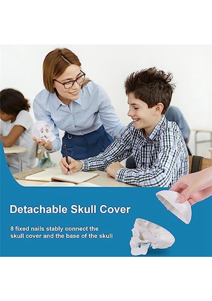 Mini Insan Kafatası Modeli, Çıkarılabilir Kafatası Başlığı ve Eklemli Alt Çene ile 3 Parçalı Anatomik Kafatası Modeli (Yurt Dışından) fırsatları