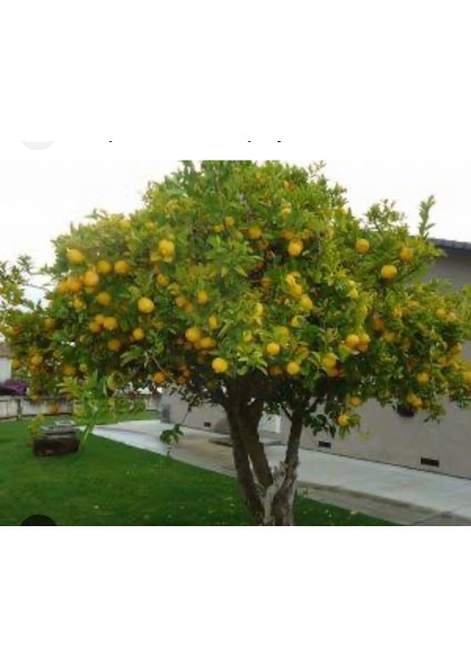 Ada Limonu Buhardanlık Esansı 10NL
