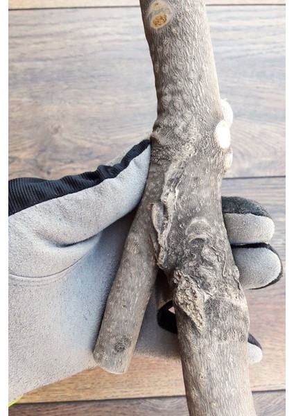 Venty Doğal Papağan Kafes Tüneği 48 cm | Jako, Amazon, Eklektus, Alexander, Kayık, Konur - T611 fiyatları