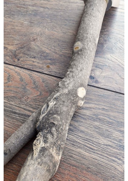 Venty Doğal Papağan Kafes Tüneği 48 cm | Jako, Amazon, Eklektus, Alexander, Kayık, Konur - T611 modelleri