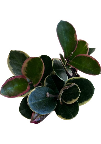 Hoya Australis 'blondie' (Mum Çiçeği)