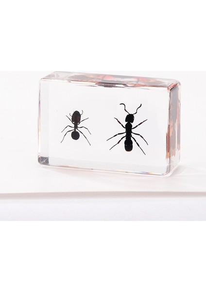 Hayvan Böcek Örnekleri Çocuk Hediyeleri Oyuncaklar Yaratıcı Hediyeler El Yapımı (Yurt Dışından)