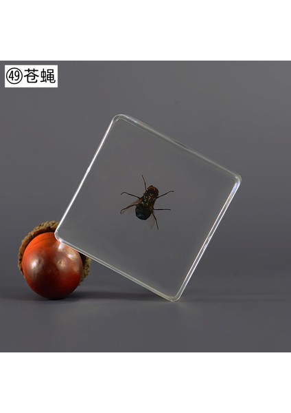 Örnek Gerçek Böcek Küçük Süsler Anaokulu Öğretim Gözlem Oyuncakları (Yurt Dışından)