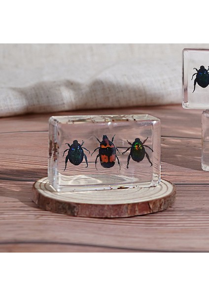 Hayvan Böcek Örnekleri Çocuk Hediyeleri Oyuncaklar Yaratıcı Hediyeler El Yapımı (Yurt Dışından)