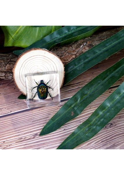 Gerçek Örnek Oyuncaklar Çocuk Çalışma Hediyeleri Süsler (Yurt Dışından)