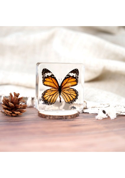 Gerçek Örnekler, Çeşitli Eğitim Oyuncakları, Çocuklara Yönelik Doğa Bilimleri Hediyeleri, Koleksiyonlar ve Sergiler (Yurt Dışından)