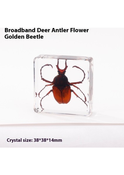 Gerçek Örnek Oyuncaklar Çocuk Çalışma Hediyeleri Süsler (Yurt Dışından)