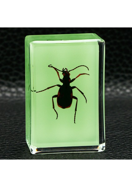 Karanlıkta Parlayan Gerçek Böcek Örnekleri Şeffaf Reçine Süsler (Yurt Dışından)