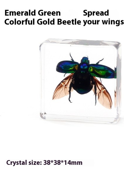 Gerçek Örnek Oyuncaklar Çocuk Çalışma Hediyeleri Süsler (Yurt Dışından)