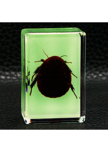 Karanlıkta Parlayan Gerçek Böcek Örnekleri Şeffaf Reçine Süsler (Yurt Dışından)