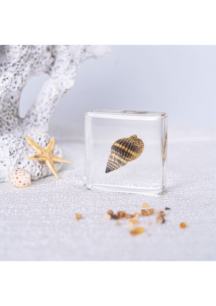 Gerçek Örnek Oyuncaklar Çocuk Çalışma Hediyeleri Süsler (Yurt Dışından)