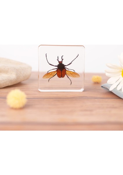 Böcek Reçine Örnekleri Yaratıcı Hediyeler Oyuncaklar Süsler (Yurt Dışından)