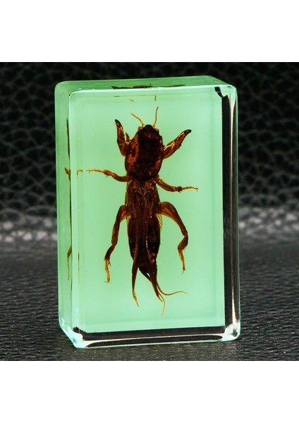 Karanlıkta Parlayan Gerçek Böcek Örnekleri Şeffaf Reçine Süsler (Yurt Dışından)