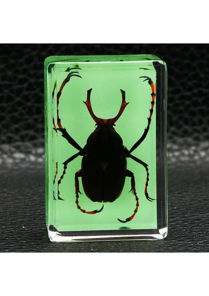 Karanlıkta Parlayan Gerçek Böcek Örnekleri Şeffaf Reçine Süsler (Yurt Dışından)