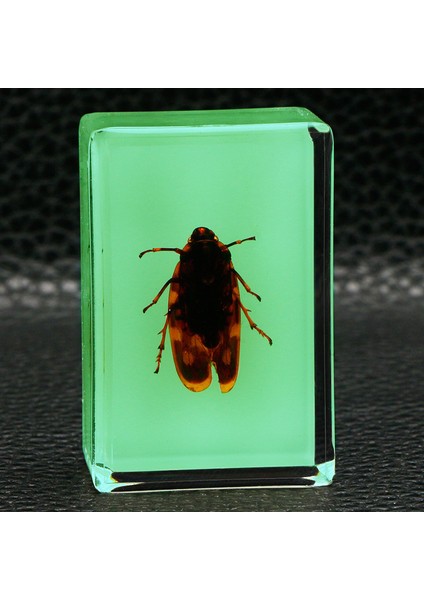 Karanlıkta Parlayan Gerçek Böcek Örnekleri Şeffaf Reçine Süsler (Yurt Dışından)