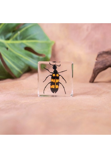 Gerçek Örnek Oyuncaklar Çocuk Çalışma Hediyeleri Süsler (Yurt Dışından)