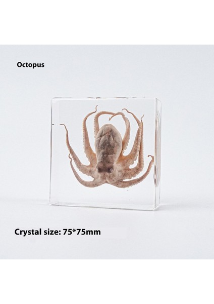 Deniz Numunesi Reçine El Sanatları ve Kültürel ve Yaratıcı Hediyeler (Yurt Dışından)