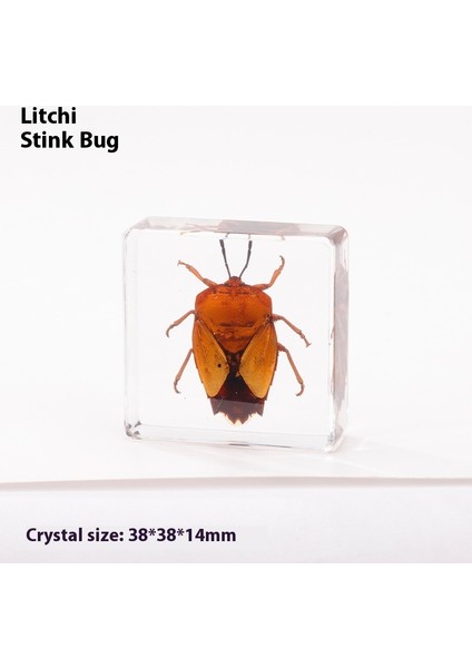 Gerçek Örnek Oyuncaklar Çocuk Çalışma Hediyeleri Süsler (Yurt Dışından)