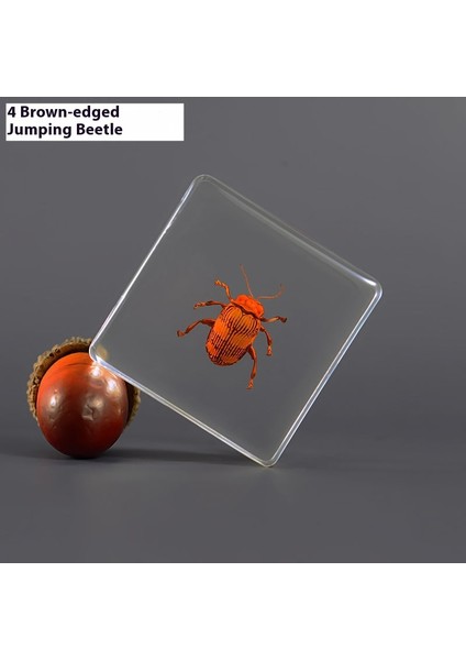 Örnek Gerçek Böcek Küçük Süsler Anaokulu Öğretim Gözlem Oyuncakları (Yurt Dışından)