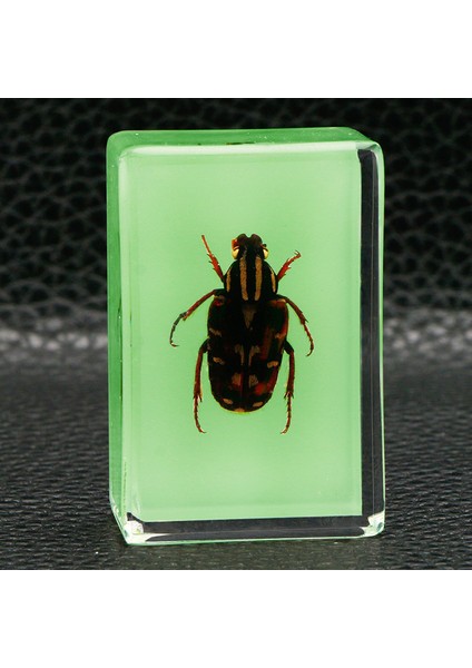 Karanlıkta Parlayan Gerçek Böcek Örnekleri Şeffaf Reçine Süsler (Yurt Dışından)