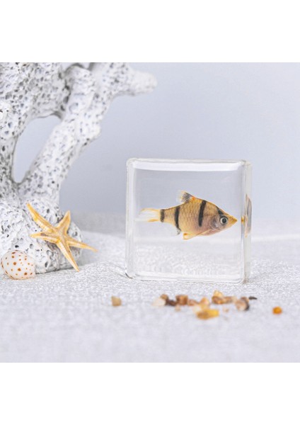 Gerçek Örnek Oyuncaklar Çocuk Çalışma Hediyeleri Süsler (Yurt Dışından)