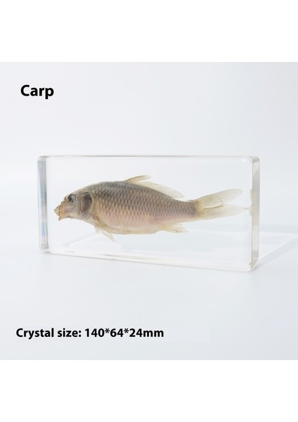 Deniz Numunesi Reçine El Sanatları ve Kültürel ve Yaratıcı Hediyeler (Yurt Dışından)